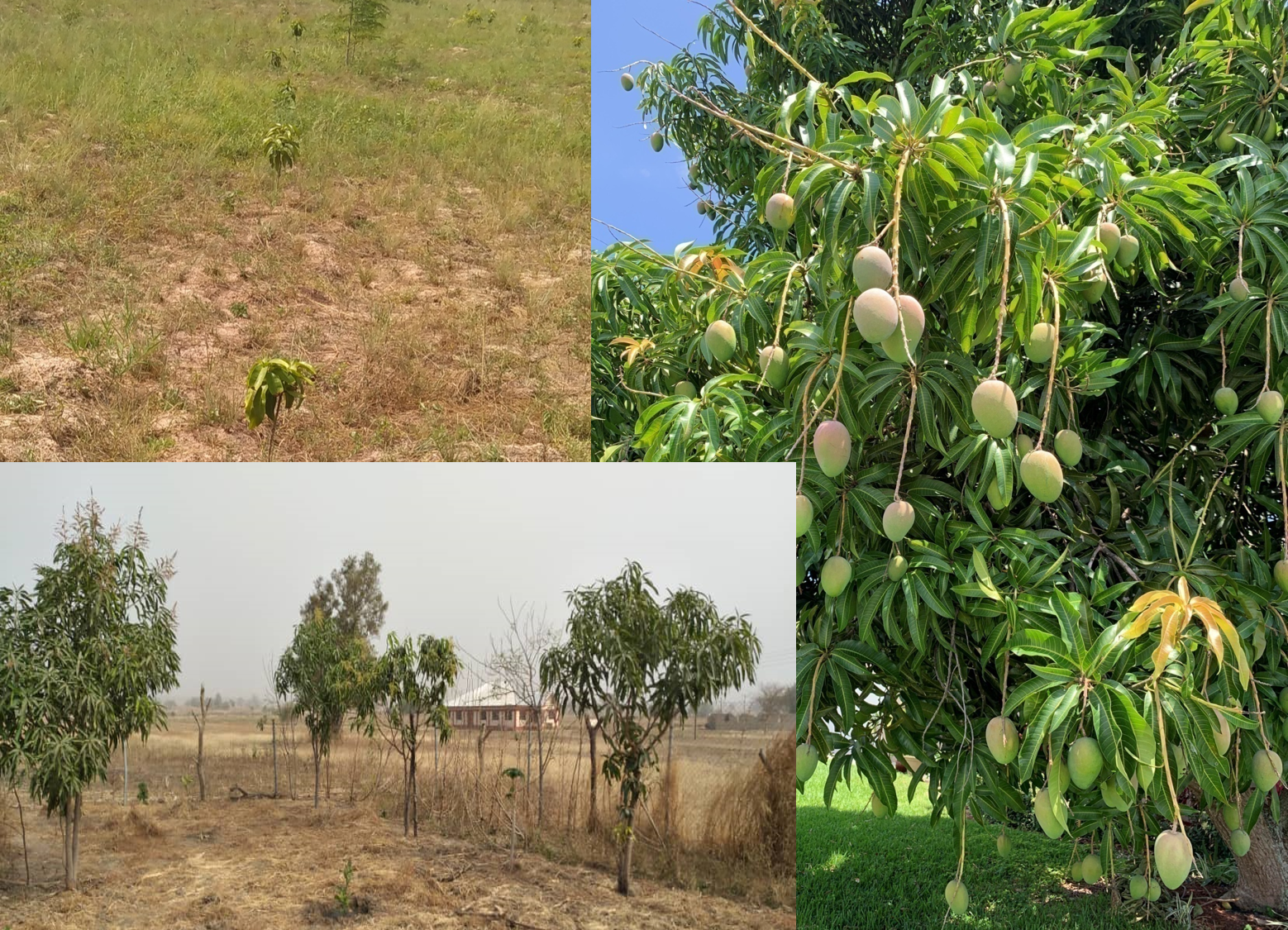 fruit trees